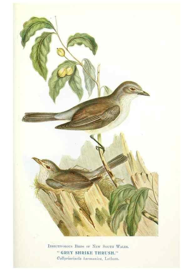 Reproducción/Reproduction 48307694777: Some useful Australian birds /. Sydney :W.A. Gullick, Govt. Printer,1921.. 