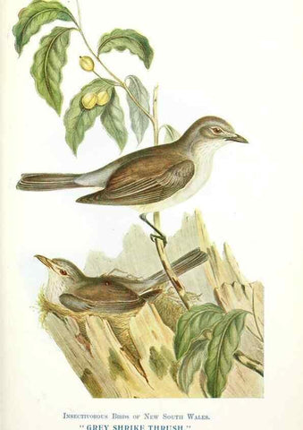 Reproducción/Reproduction 48307694777: Some useful Australian birds /. Sydney :W.A. Gullick, Govt. Printer,1921.. 