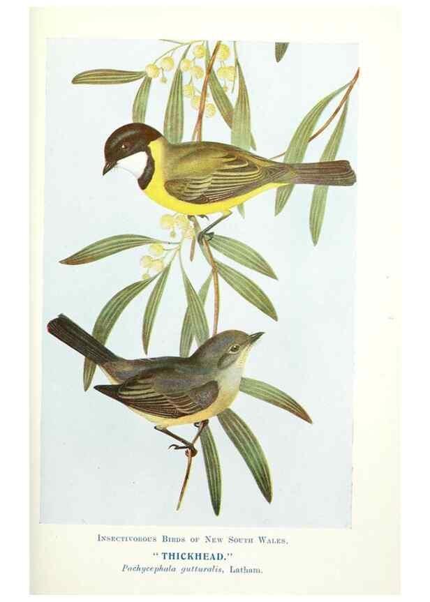 Reproducción/Reproduction 48307583656: Some useful Australian birds /. Sydney :W.A. Gullick, Govt. Printer,1921.. 