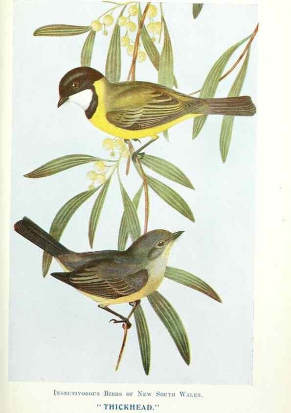Reproducción/Reproduction 48307583656: Some useful Australian birds /. Sydney :W.A. Gullick, Govt. Printer,1921.. 