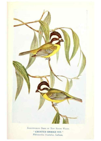 Reproducción/Reproduction 48307695982: Some useful Australian birds /. Sydney :W.A. Gullick, Govt. Printer,1921.. 