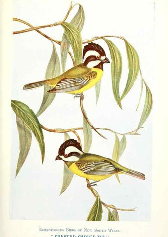 Reproducción/Reproduction 48307695982: Some useful Australian birds /. Sydney :W.A. Gullick, Govt. Printer,1921.. 
