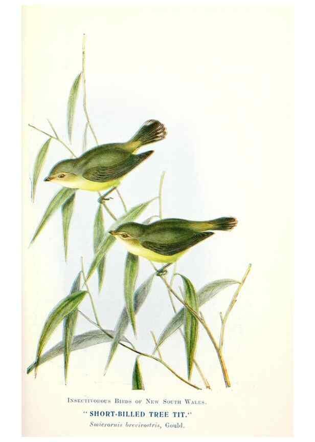 Reproducción/Reproduction 48307696602: Some useful Australian birds /. Sydney :W.A. Gullick, Govt. Printer,1921.. 