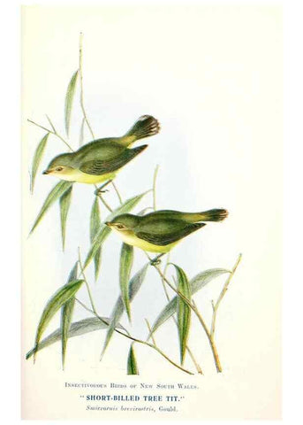 Reproducción/Reproduction 48307696602: Some useful Australian birds /. Sydney :W.A. Gullick, Govt. Printer,1921.. 
