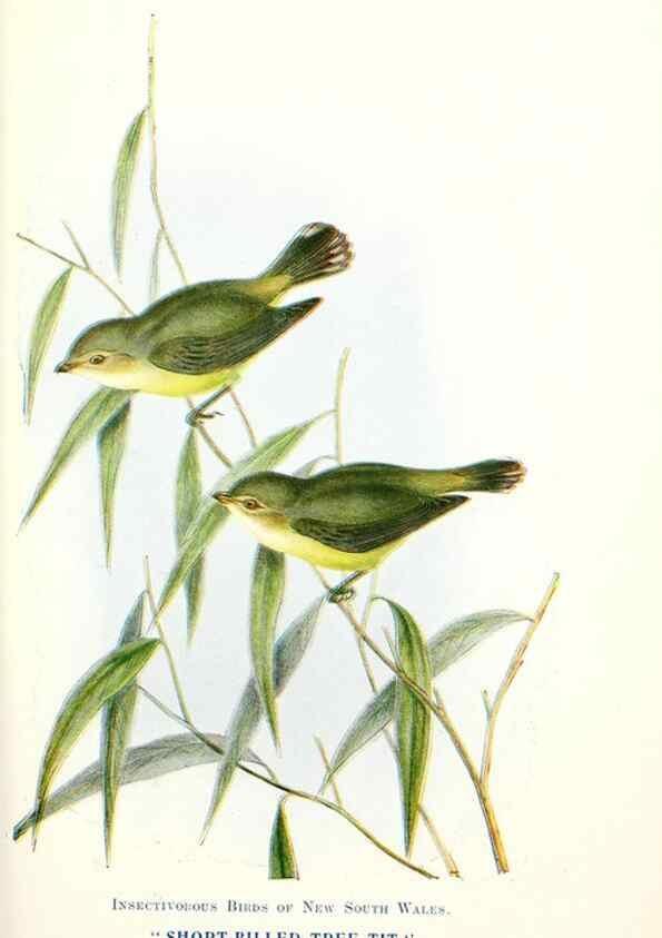 Reproducción/Reproduction 48307696602: Some useful Australian birds /. Sydney :W.A. Gullick, Govt. Printer,1921.. 