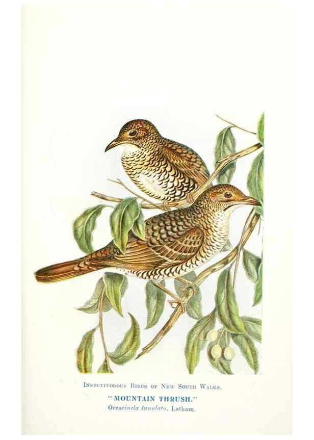 Reproducción/Reproduction 48307585186: Some useful Australian birds /. Sydney :W.A. Gullick, Govt. Printer,1921.. 