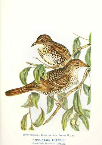 Reproducción/Reproduction 48307585186: Some useful Australian birds /. Sydney :W.A. Gullick, Govt. Printer,1921.. 