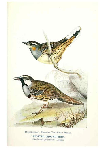 Reproducción/Reproduction 48307585546: Some useful Australian birds /. Sydney :W.A. Gullick, Govt. Printer,1921.. 