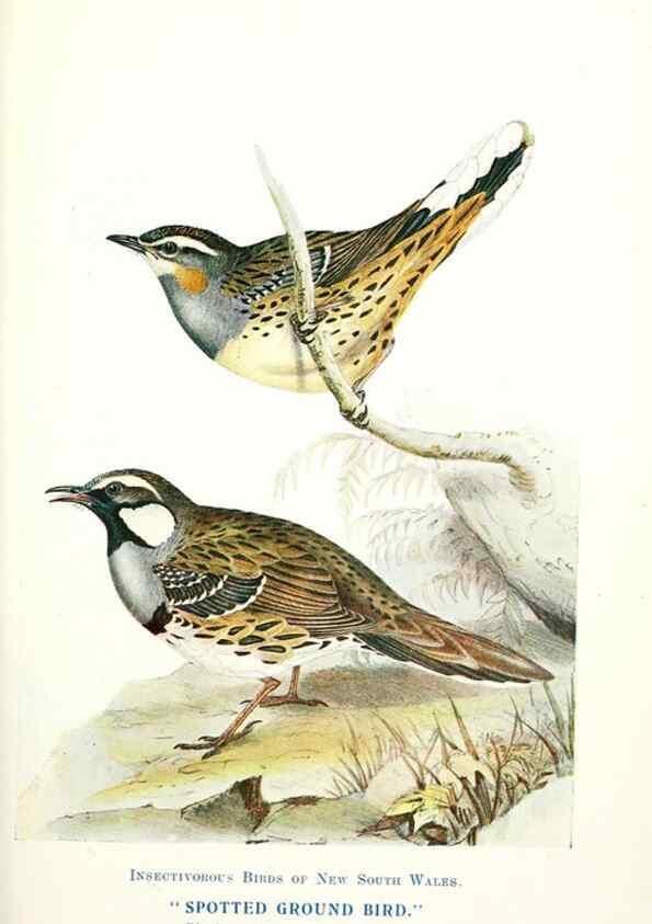 Reproducción/Reproduction 48307585546: Some useful Australian birds /. Sydney :W.A. Gullick, Govt. Printer,1921.. 