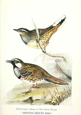 Reproducción/Reproduction 48307585546: Some useful Australian birds /. Sydney :W.A. Gullick, Govt. Printer,1921.. 