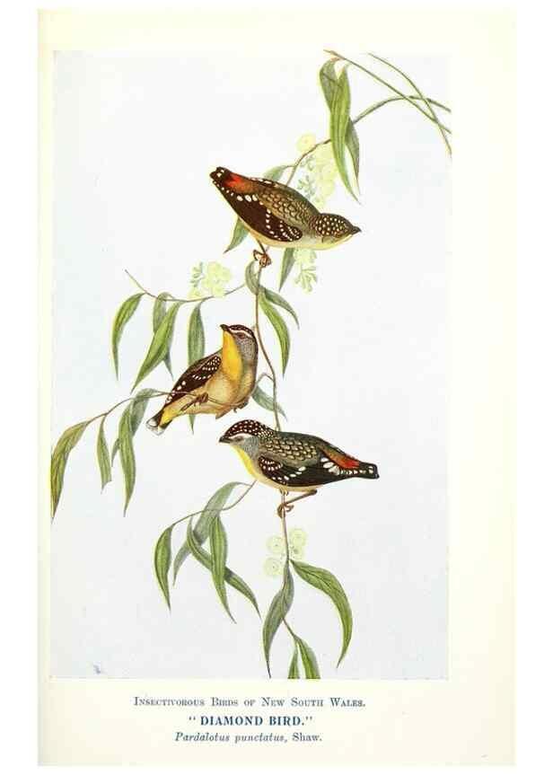 Reproducción/Reproduction 48307585986: Some useful Australian birds /. Sydney :W.A. Gullick, Govt. Printer,1921.. 