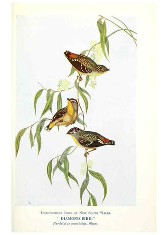 Reproducción/Reproduction 48307585986: Some useful Australian birds /. Sydney :W.A. Gullick, Govt. Printer,1921.. 