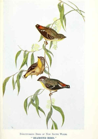 Reproducción/Reproduction 48307585986: Some useful Australian birds /. Sydney :W.A. Gullick, Govt. Printer,1921.. 