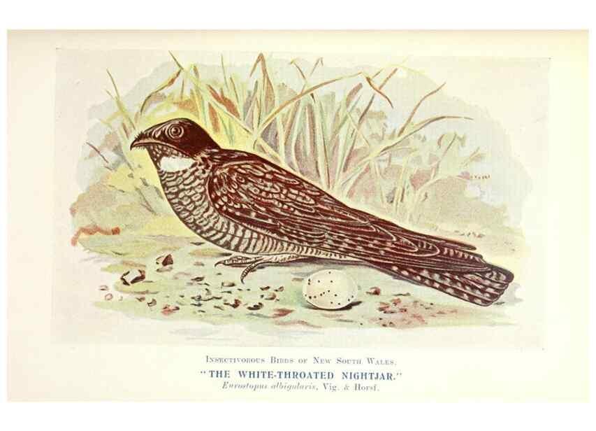 Reproducción/Reproduction 48307582436: Some useful Australian birds /. Sydney :W.A. Gullick, Govt. Printer,1921.. 