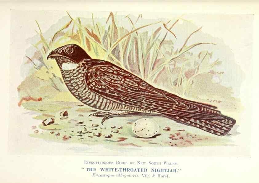 Reproducción/Reproduction 48307582436: Some useful Australian birds /. Sydney :W.A. Gullick, Govt. Printer,1921.. 