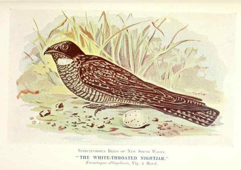 Reproducción/Reproduction 48307582436: Some useful Australian birds /. Sydney :W.A. Gullick, Govt. Printer,1921.. 