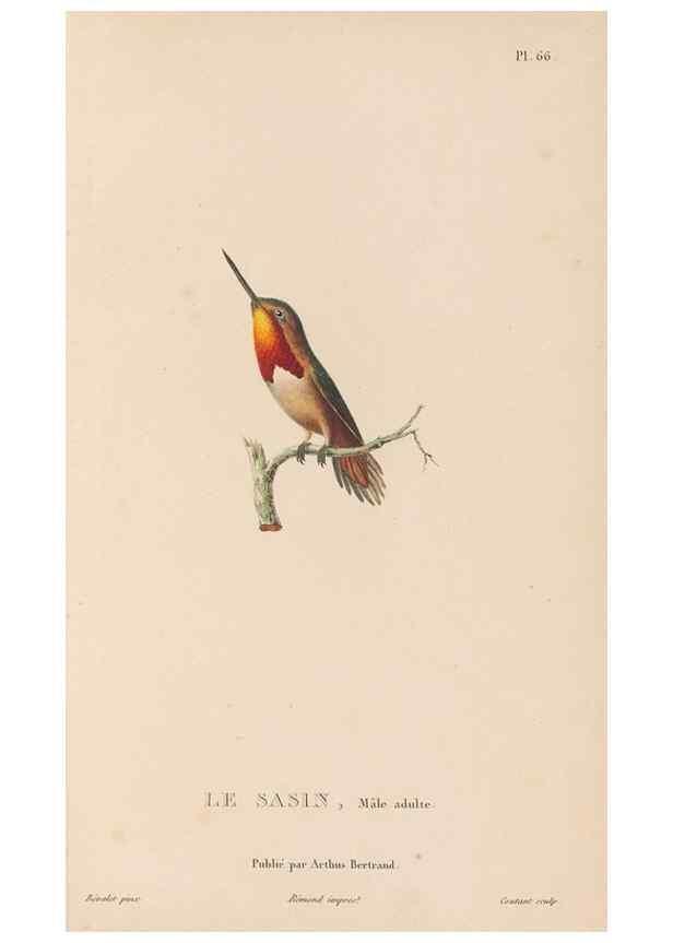 Reproducción/Reproduction 48307532137: Histoire naturelle des oiseaux-mouches :. Paris :Arthus Bertrand,[1829-1830].. 