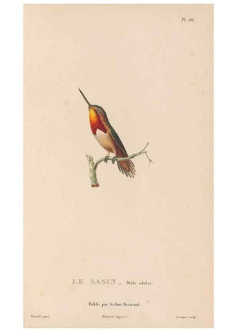 Reproducción/Reproduction 48307532137: Histoire naturelle des oiseaux-mouches :. Paris :Arthus Bertrand,[1829-1830].. 