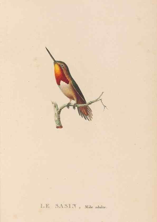 Reproducción/Reproduction 48307532137: Histoire naturelle des oiseaux-mouches :. Paris :Arthus Bertrand,[1829-1830].. 