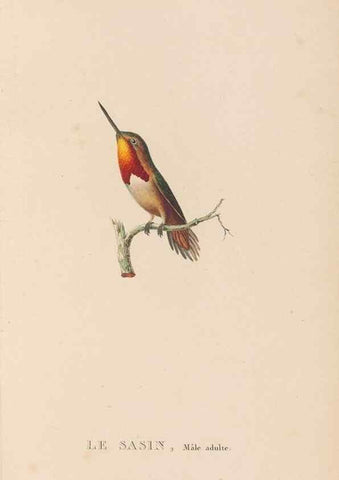 Reproducción/Reproduction 48307532137: Histoire naturelle des oiseaux-mouches :. Paris :Arthus Bertrand,[1829-1830].. 