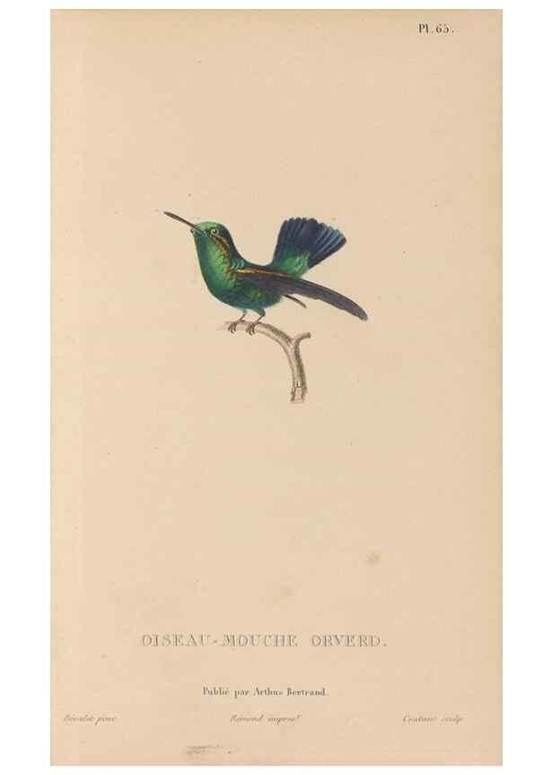 Reproducción/Reproduction 48307417721: Histoire naturelle des oiseaux-mouches :. Paris :Arthus Bertrand,[1829-1830].. 