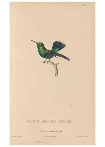 Reproducción/Reproduction 48307417721: Histoire naturelle des oiseaux-mouches :. Paris :Arthus Bertrand,[1829-1830].. 