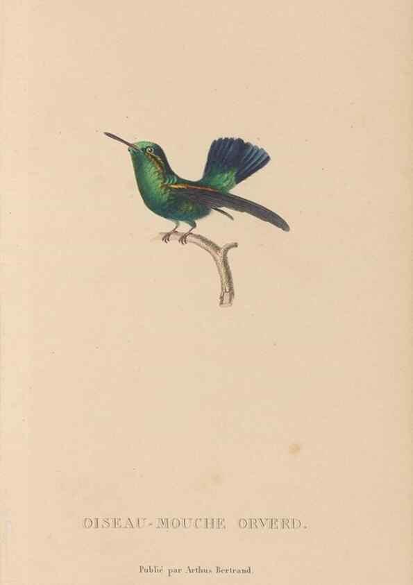 Reproducción/Reproduction 48307417721: Histoire naturelle des oiseaux-mouches :. Paris :Arthus Bertrand,[1829-1830].. 