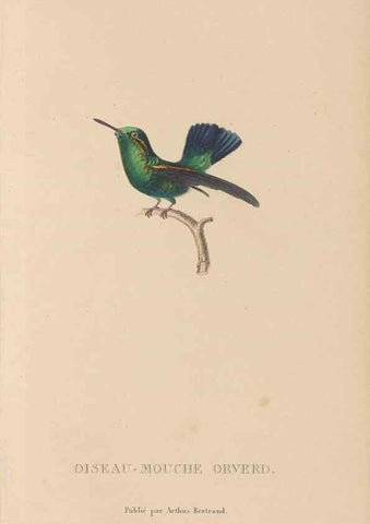 Reproducción/Reproduction 48307417721: Histoire naturelle des oiseaux-mouches :. Paris :Arthus Bertrand,[1829-1830].. 