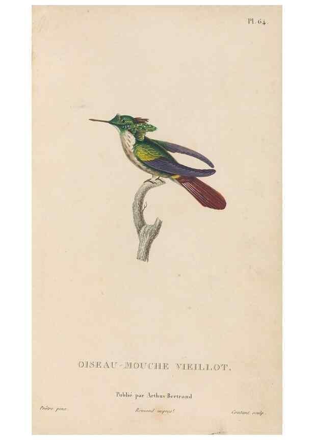 Reproducción/Reproduction 48307417236: Histoire naturelle des oiseaux-mouches :. Paris :Arthus Bertrand,[1829-1830].. 