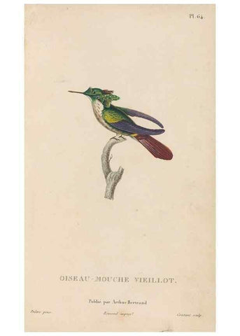 Reproducción/Reproduction 48307417236: Histoire naturelle des oiseaux-mouches :. Paris :Arthus Bertrand,[1829-1830].. 