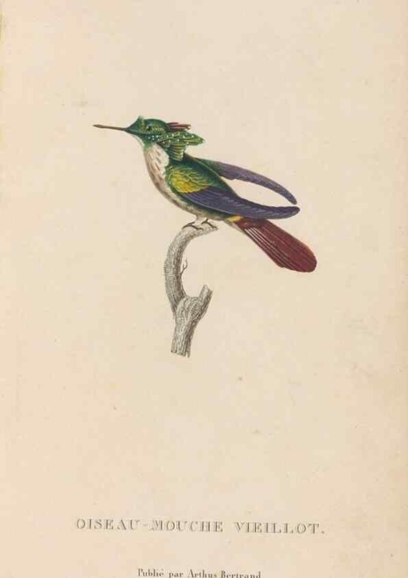 Reproducción/Reproduction 48307417236: Histoire naturelle des oiseaux-mouches :. Paris :Arthus Bertrand,[1829-1830].. 