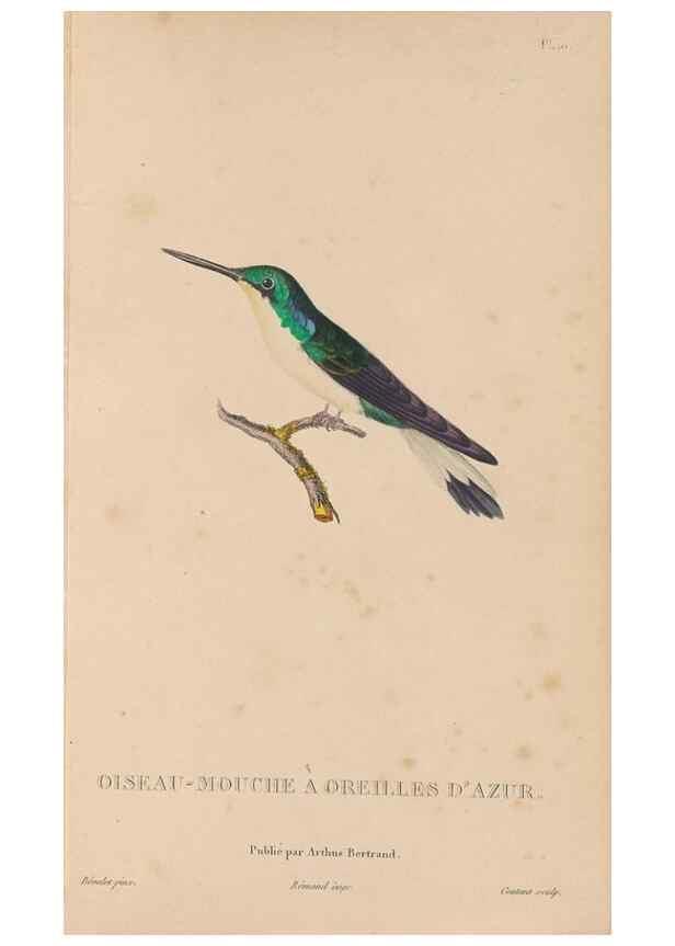 Reproducción/Reproduction 48307509817: Histoire naturelle des oiseaux-mouches :. Paris :Arthus Bertrand,[1829-1830].. 
