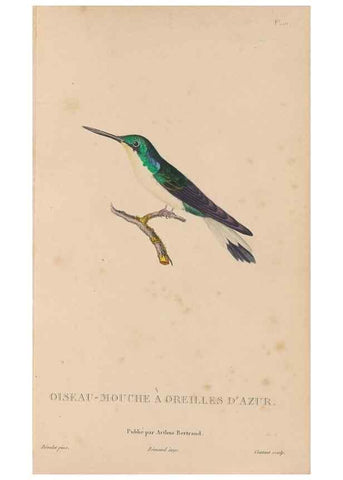 Reproducción/Reproduction 48307509817: Histoire naturelle des oiseaux-mouches :. Paris :Arthus Bertrand,[1829-1830].. 