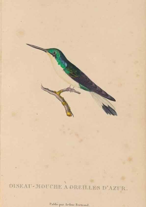 Reproducción/Reproduction 48307509817: Histoire naturelle des oiseaux-mouches :. Paris :Arthus Bertrand,[1829-1830].. 