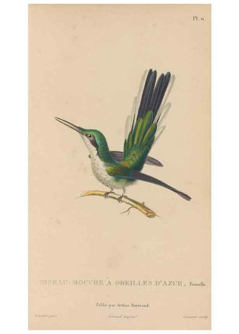 Reproducción/Reproduction 48307510302: Histoire naturelle des oiseaux-mouches :. Paris :Arthus Bertrand,[1829-1830].. 
