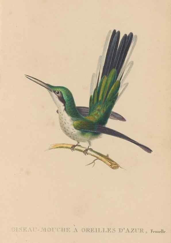 Reproducción/Reproduction 48307510302: Histoire naturelle des oiseaux-mouches :. Paris :Arthus Bertrand,[1829-1830].. 