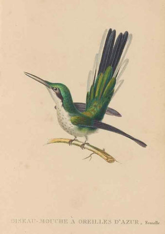 Reproducción/Reproduction 48307510302: Histoire naturelle des oiseaux-mouches :. Paris :Arthus Bertrand,[1829-1830].. 