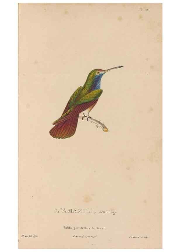 Reproducción/Reproduction 48307510637: Histoire naturelle des oiseaux-mouches :. Paris :Arthus Bertrand,[1829-1830].. 