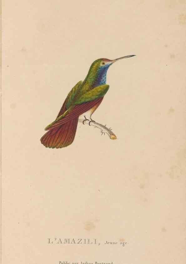Reproducción/Reproduction 48307510637: Histoire naturelle des oiseaux-mouches :. Paris :Arthus Bertrand,[1829-1830].. 