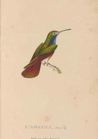 Reproducción/Reproduction 48307510637: Histoire naturelle des oiseaux-mouches :. Paris :Arthus Bertrand,[1829-1830].. 