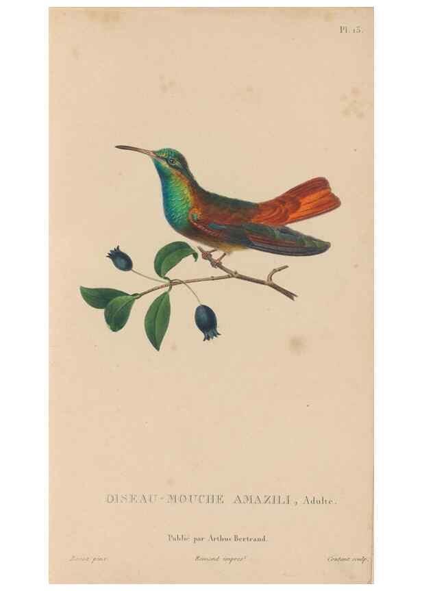 Reproducción/Reproduction 48307397076: Histoire naturelle des oiseaux-mouches :. Paris :Arthus Bertrand,[1829-1830].. 
