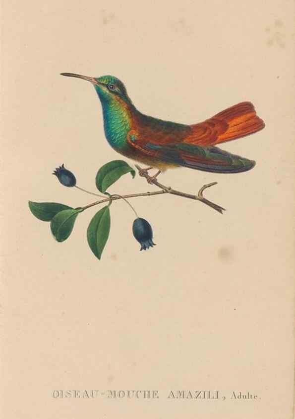 Reproducción/Reproduction 48307397076: Histoire naturelle des oiseaux-mouches :. Paris :Arthus Bertrand,[1829-1830].. 