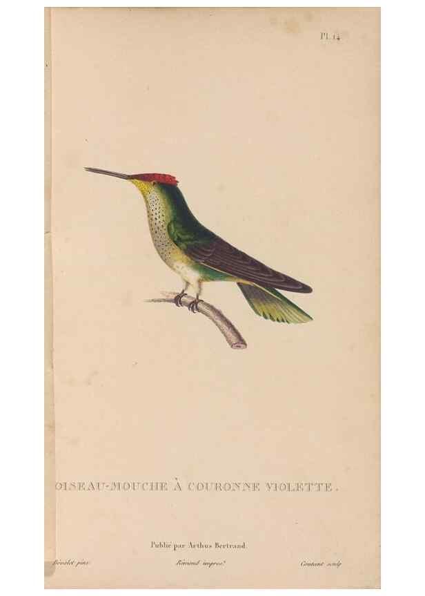 Reproducción/Reproduction 48307397386: Histoire naturelle des oiseaux-mouches :. Paris :Arthus Bertrand,[1829-1830].. 