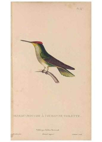 Reproducción/Reproduction 48307397386: Histoire naturelle des oiseaux-mouches :. Paris :Arthus Bertrand,[1829-1830].. 