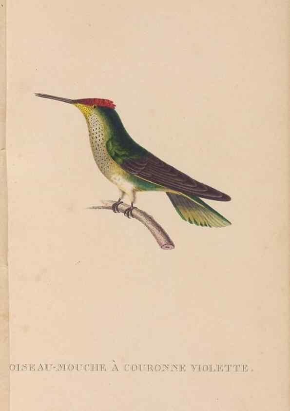 Reproducción/Reproduction 48307397386: Histoire naturelle des oiseaux-mouches :. Paris :Arthus Bertrand,[1829-1830].. 