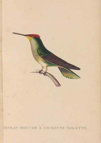Reproducción/Reproduction 48307397386: Histoire naturelle des oiseaux-mouches :. Paris :Arthus Bertrand,[1829-1830].. 