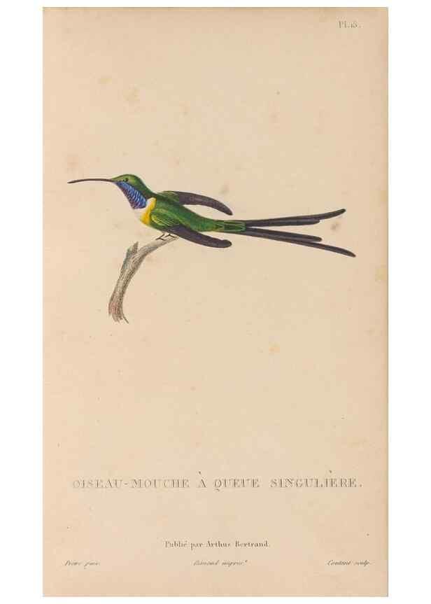 Reproducción/Reproduction 48307511727: Histoire naturelle des oiseaux-mouches :. Paris :Arthus Bertrand,[1829-1830].. 