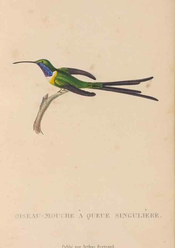 Reproducción/Reproduction 48307511727: Histoire naturelle des oiseaux-mouches :. Paris :Arthus Bertrand,[1829-1830].. 