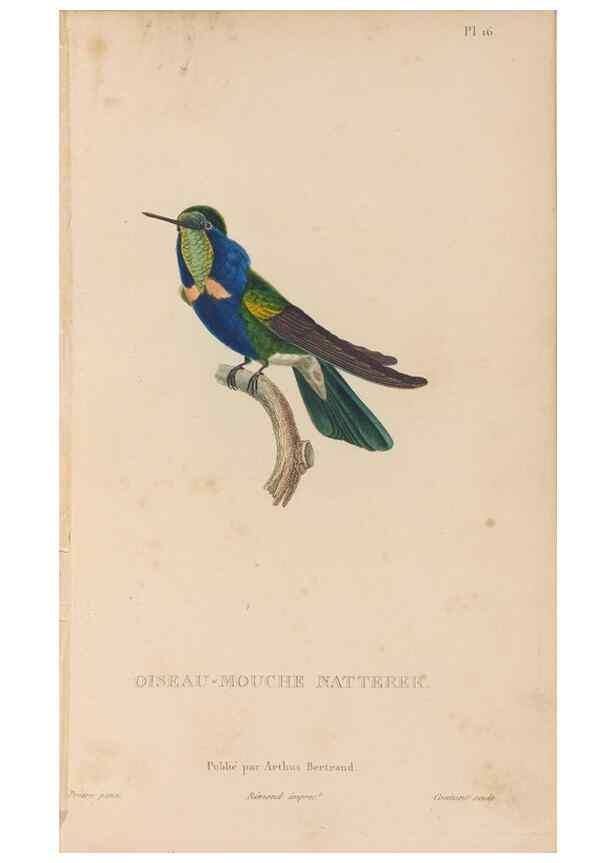Reproducción/Reproduction 48307397956: Histoire naturelle des oiseaux-mouches :. Paris :Arthus Bertrand,[1829-1830].. 