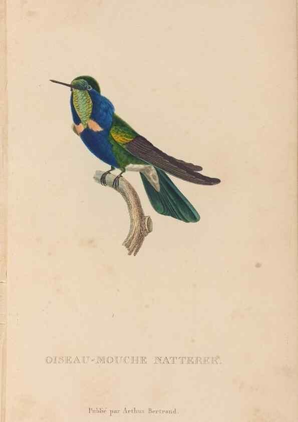 Reproducción/Reproduction 48307397956: Histoire naturelle des oiseaux-mouches :. Paris :Arthus Bertrand,[1829-1830].. 